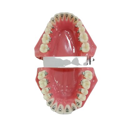 DTC ortodontica dentale tipiodonte supporti modello personalizzato per manuale e OEM